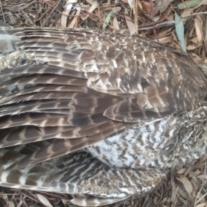 Ninox strenua at Hawker, ACT - 29 Jun 2019