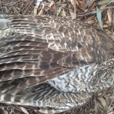 Ninox strenua (Powerful Owl) at Hawker, ACT - 29 Jun 2019 by joshuathomson
