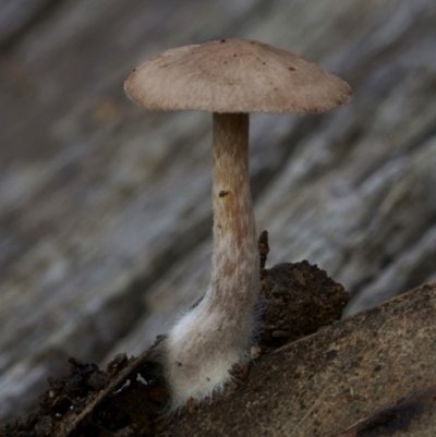 Psathyrella sp. at Goodenia Rainforest Walk - 29 Jun 2019 by John C