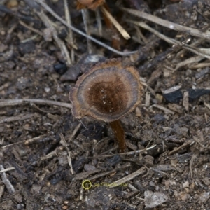 Coltricia cinnamomea at Goodenia Rainforest Walk - 29 Jun 2019 10:46 AM