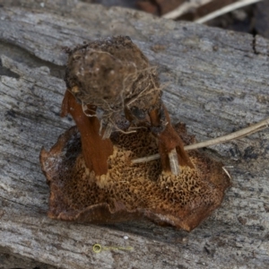 Coltricia cinnamomea at Goodenia Rainforest Walk - 29 Jun 2019 10:46 AM