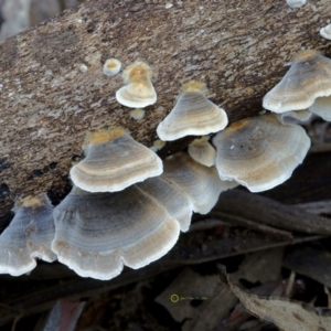 Trametes versicolor at Goodenia Rainforest Walk - 29 Jun 2019