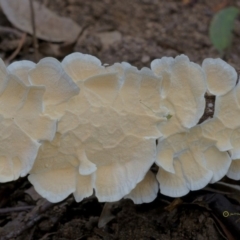 Trametes versicolor at Goodenia Rainforest Walk - 29 Jun 2019 11:06 AM