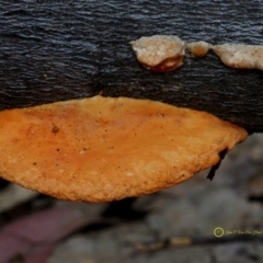 Trametes coccinea (Scarlet Bracket) at South Wolumla, NSW - 29 Jun 2019 by JohnC2