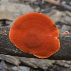 Trametes coccinea at South Wolumla, NSW - 29 Jun 2019 11:03 AM