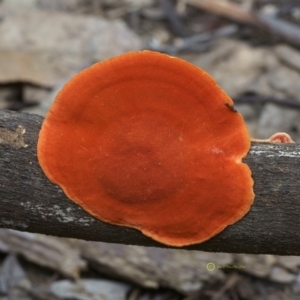 Trametes coccinea at South Wolumla, NSW - 29 Jun 2019 11:03 AM