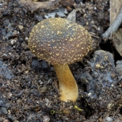 Descolea recedens at South East Forest National Park - 29 Jun 2019 by JohnC2