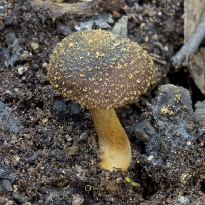 Descolea recedens at Goodenia Rainforest Walk - 29 Jun 2019 by JohnC2