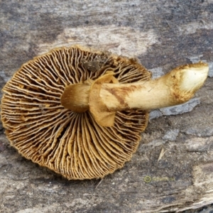 Descolea recedens at Goodenia Rainforest Walk - 29 Jun 2019