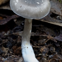 Russula sp. (genus) (Russula) at South East Forest National Park - 29 Jun 2019 by JohnC2