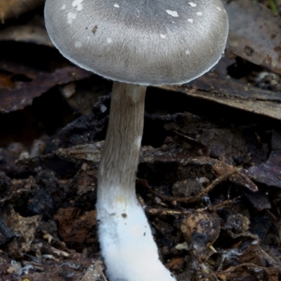 Russula sp. (Russula) at South Wolumla, NSW - 29 Jun 2019 by John C