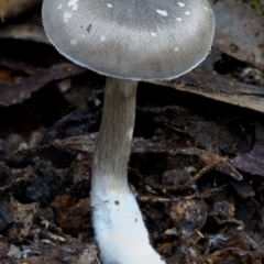Russula sp. (Russula) at South East Forest National Park - 29 Jun 2019 by John C