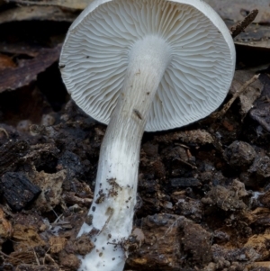 Russula sp. (genus) at Goodenia Rainforest Walk - 29 Jun 2019