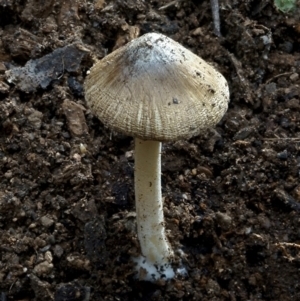 Inocybe sp. at Goodenia Rainforest Walk - 29 Jun 2019 11:34 AM