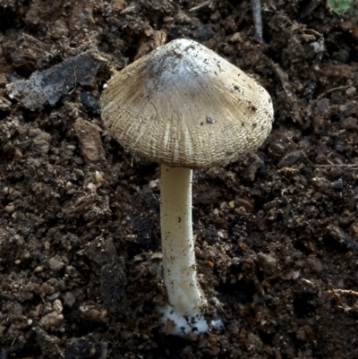 Inocybe sp. (Inocybe) at Goodenia Rainforest Walk - 29 Jun 2019 by JohnC2