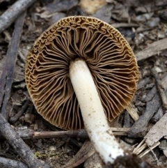 Inocybe sp. at Goodenia Rainforest Walk - 29 Jun 2019 11:34 AM