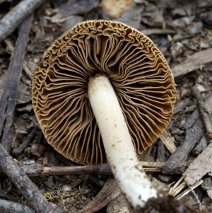 Inocybe sp. at Goodenia Rainforest Walk - 29 Jun 2019 11:34 AM