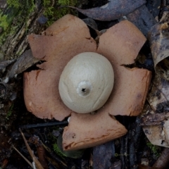 Geastrum sp. (genus) (An earthstar) at South East Forest National Park - 29 Jun 2019 by JohnC2