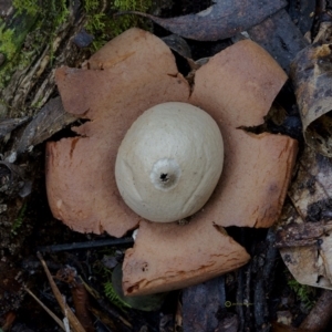 Geastrum sp. at South Wolumla, NSW - 29 Jun 2019