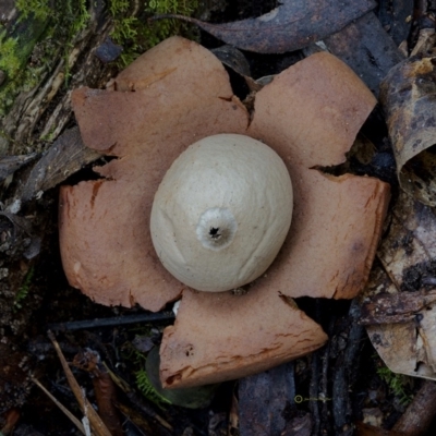 Geastrum sp. (Geastrum sp.) at Goodenia Rainforest Walk - 29 Jun 2019 by John C