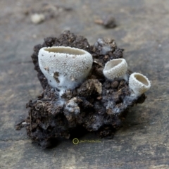 Tarzetta catinus at South East Forest National Park - 29 Jun 2019 by John C