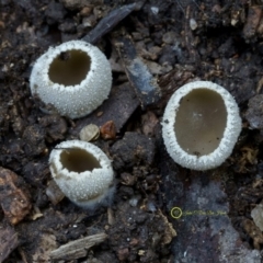 Tarzetta catinus at Goodenia Rainforest Walk - 29 Jun 2019