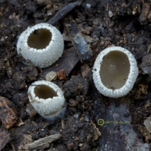 Tarzetta catinus at Goodenia Rainforest Walk - 29 Jun 2019