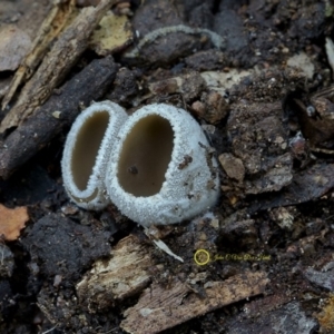 Tarzetta catinus at Goodenia Rainforest Walk - 29 Jun 2019