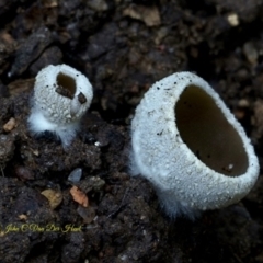 Tarzetta catinus at Goodenia Rainforest Walk - 29 Jun 2019