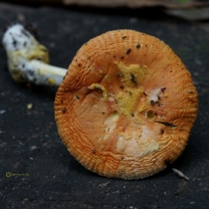 Amanita xanthocephala at Goodenia Rainforest Walk - 29 Jun 2019