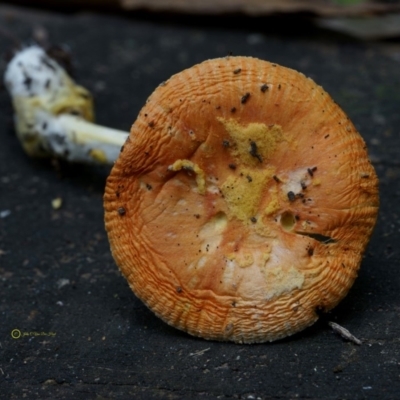 Amanita xanthocephala (Vermilion grisette) at Goodenia Rainforest Walk - 29 Jun 2019 by JohnC2