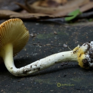 Amanita xanthocephala at Goodenia Rainforest Walk - 29 Jun 2019