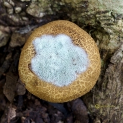 Penicillium sp. at South Wolumla, NSW - 29 Jun 2019 by John C