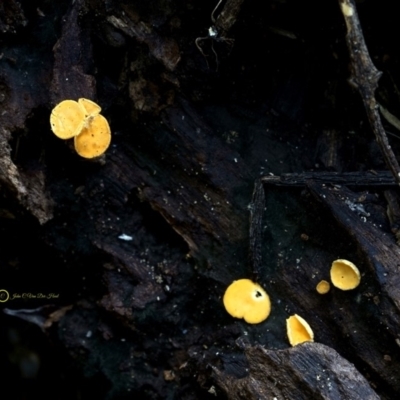 Bisporella citrina (Yellow Fairy Cups or Lemon Discos) at South Wolumla, NSW - 29 Jun 2019 by JohnC2