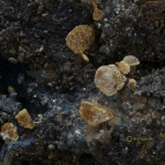 Coltriciella dependens at South Wolumla, NSW - 29 Jun 2019 by John C