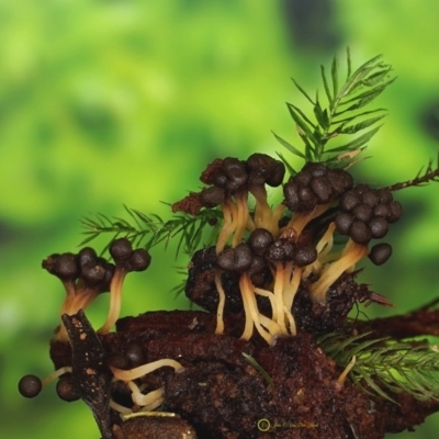 Unidentified Slime Mould (Myxomycetes) at Goodenia Rainforest Walk - 29 Jun 2019 by JohnC2