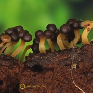 Tubifera sp. at Goodenia Rainforest Walk - 29 Jun 2019 01:12 PM