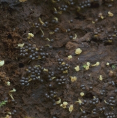 Tubifera sp. at Goodenia Rainforest Walk - 29 Jun 2019