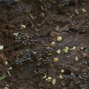 Tubifera sp. at Goodenia Rainforest Walk - 29 Jun 2019 01:12 PM