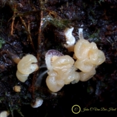 Tubifera sp. at Goodenia Rainforest Walk - 29 Jun 2019