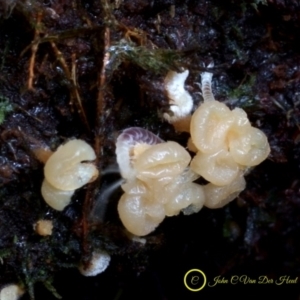 Tubifera sp. at Goodenia Rainforest Walk - 29 Jun 2019 01:12 PM