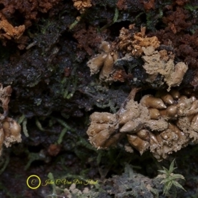 Unidentified Slime Mould (Myxomycetes) at South Wolumla, NSW - 1 Jul 2019 by JohnC2