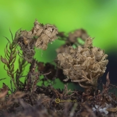Tubifera sp. at Goodenia Rainforest Walk - 1 Jul 2019 11:13 AM