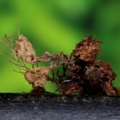 Tubifera sp. at Goodenia Rainforest Walk - 1 Jul 2019 11:13 AM
