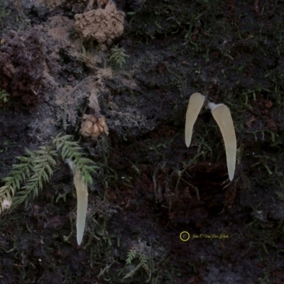 Mucronella pendula (Icicle) at South Wolumla, NSW - 29 Jun 2019 by John C