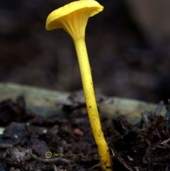 Hygrocybe chromolimonea (A wax cap) at South East Forest National Park - 29 Jun 2019 by John C