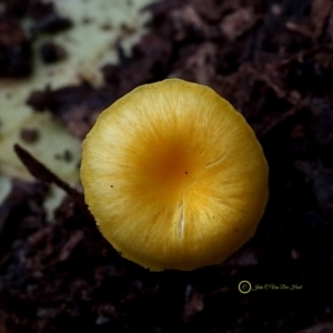 Hygrocybe chromolimonea at South Wolumla, NSW - 29 Jun 2019