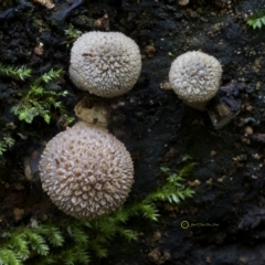 Armillaria sp. (A honey fungus) at Goodenia Rainforest Walk - 29 Jun 2019 by John C