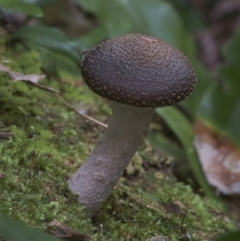 Armillaria sp. at South Wolumla, NSW - 29 Jun 2019