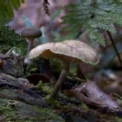 Armillaria sp. (A honey fungus) at Goodenia Rainforest Walk - 29 Jun 2019 by John C